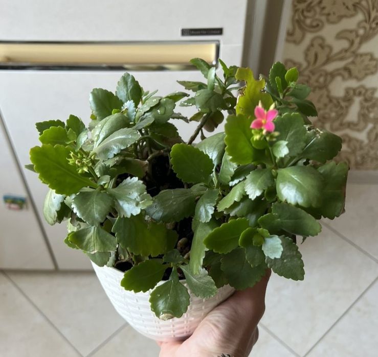 Каланхое Блоссфельда (Kalanchoe blossfeldiana)