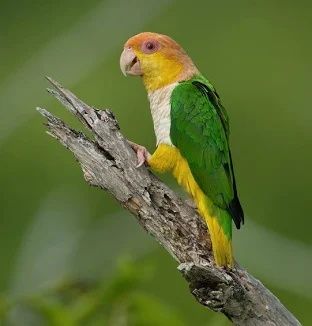 Marianinhas cabeça canela