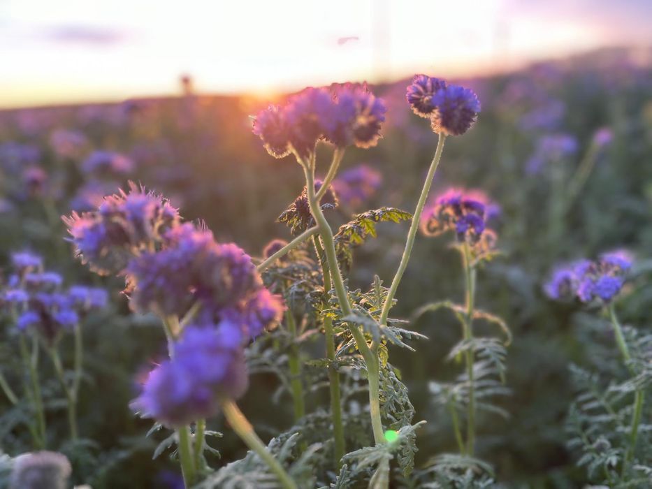 Seradela Saradela 2025 Facelia Rzodkiew +Gorczyca