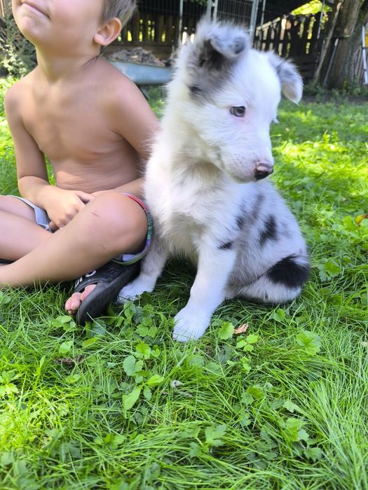 Border colie piesek blue merle