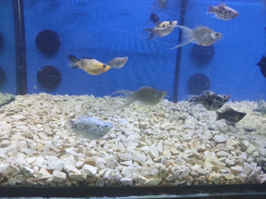 Mollys balão variadas