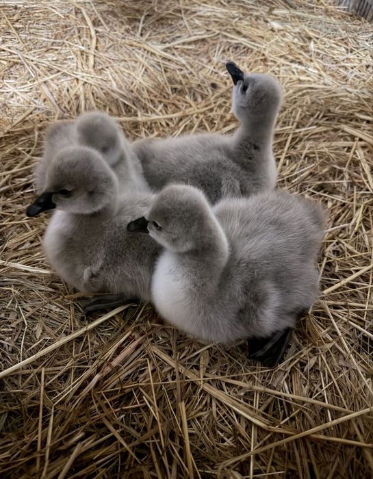 Cisnes pretos bebés
