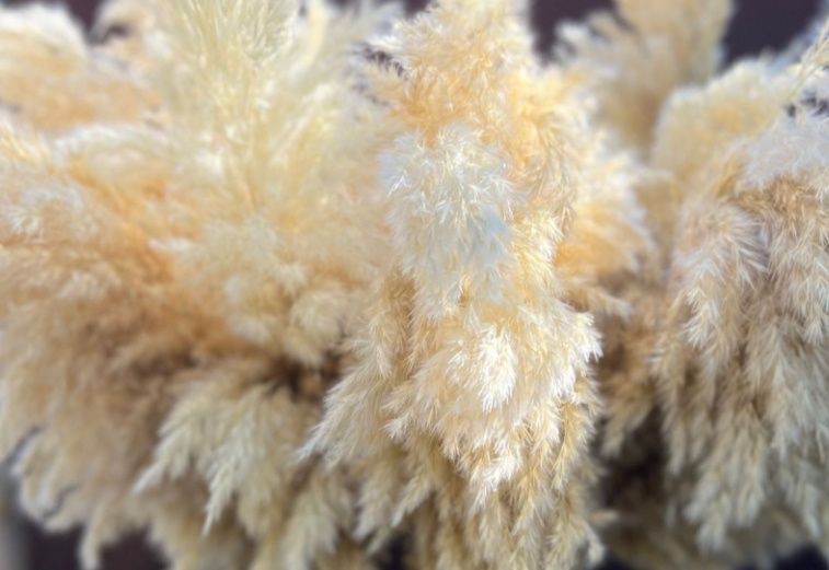 Пампас,Пампасна трава,Камиш,Очерет