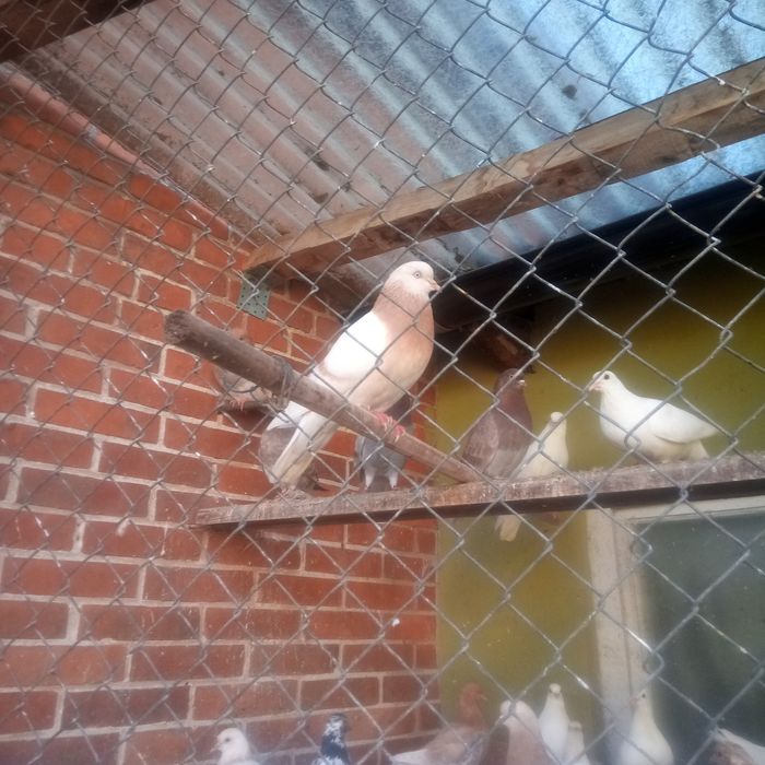 Gołębie turkoty arabskie, pawiki