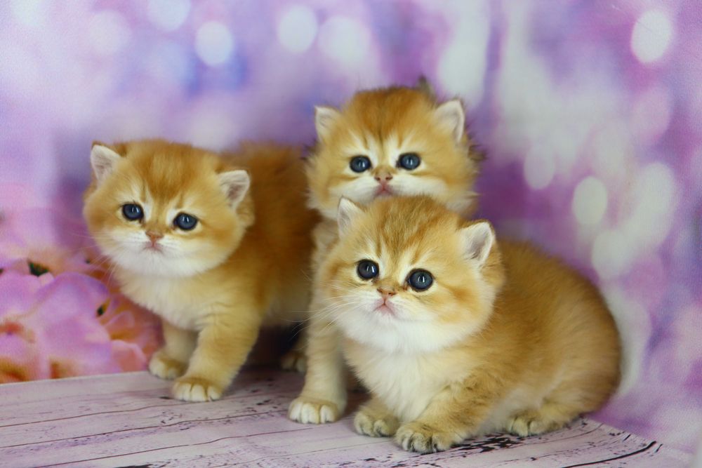 Чарівні хлопчики та дівчатка в золотому забарвлені-шиншила