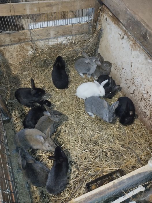 Продам кроликів різних