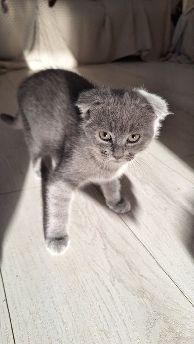 Коти Висловухі Шотландці