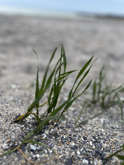 Продам дом РК  Тартус -155 тыс$