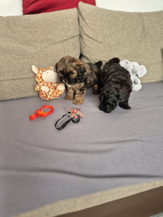 Shihpoo piesek (Pudel toy & shih tzu)