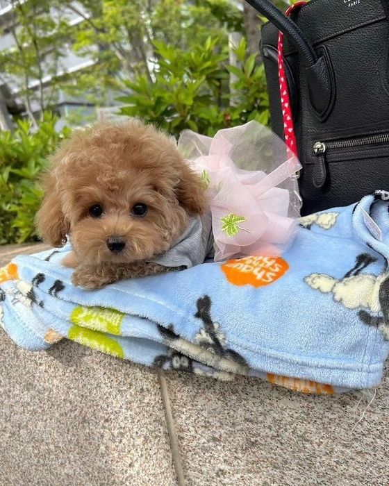 Мальтіпу з правильним балансом активності