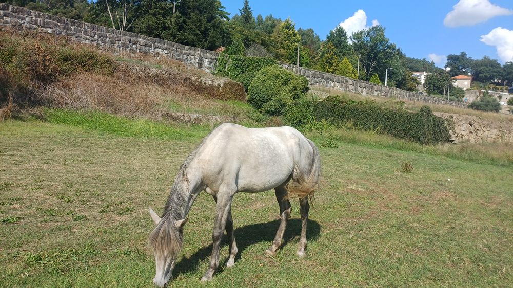 Egua quatro anos