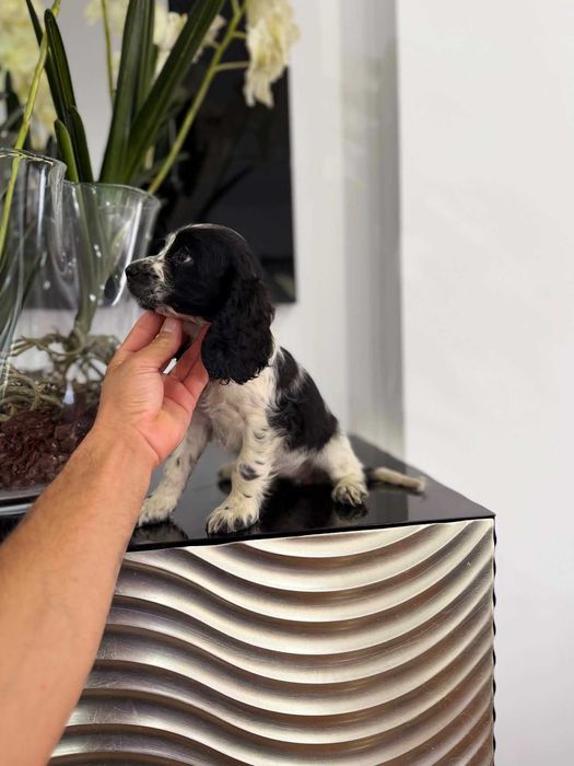 Cocker Spaniel Inglês  FEMEA com LOP e AFIXO