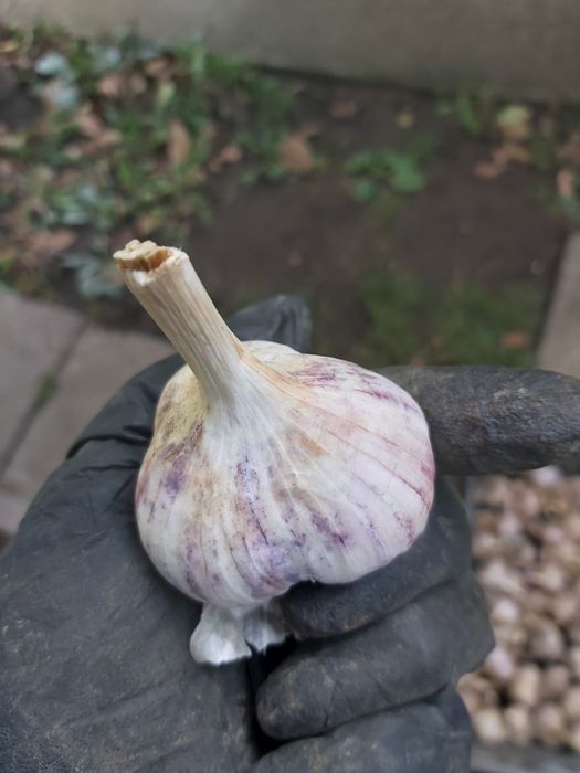 Часник сорту Москаль