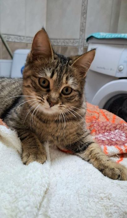 Полосатая котёнок девочка табби ищет дом! Котята в хорошие руки!