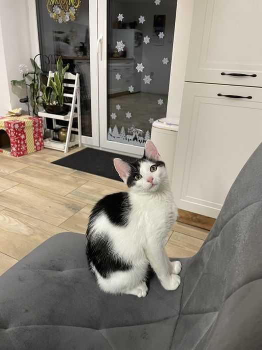 Kot Kapsel szuka nowego domu