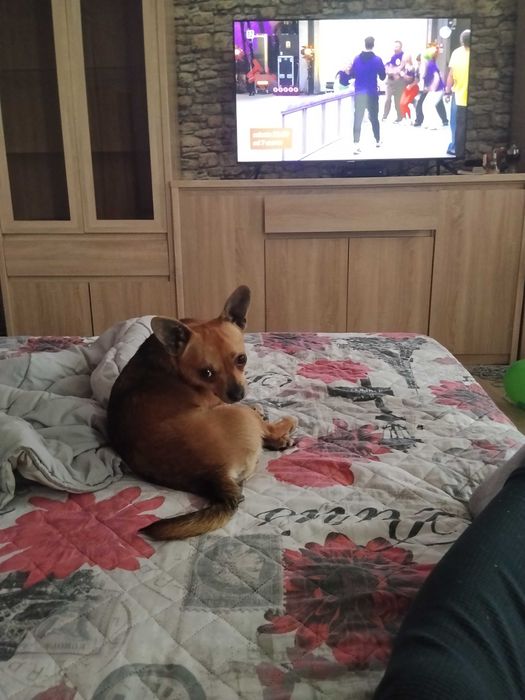 Oddam młodego  pieska