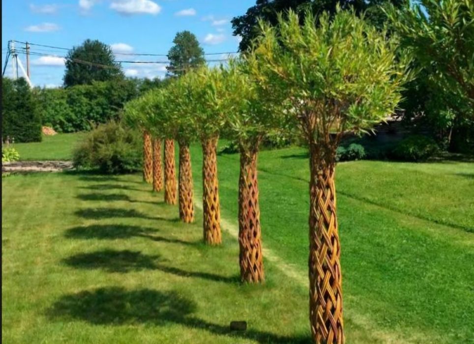 Wierzba Pleciona  Ozdobna  Ilości Tirowe