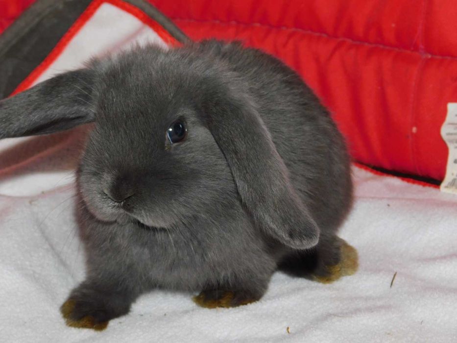Niebieski baranek mini lop samiec