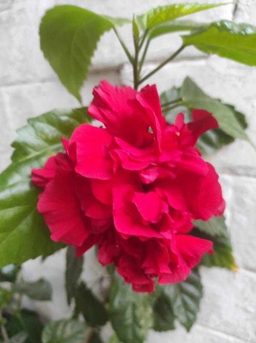 Гібіскус червоний махровий (кімнатна рослина