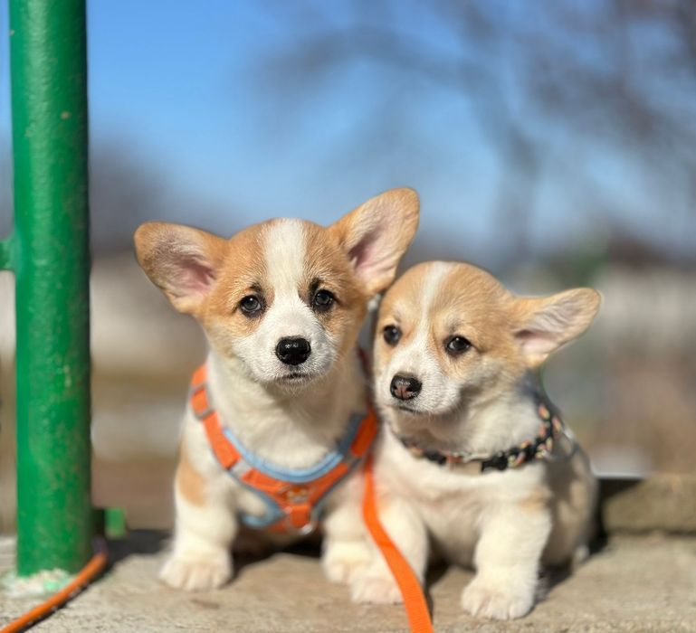 Веселі цуценятка вельш коргі пемброк