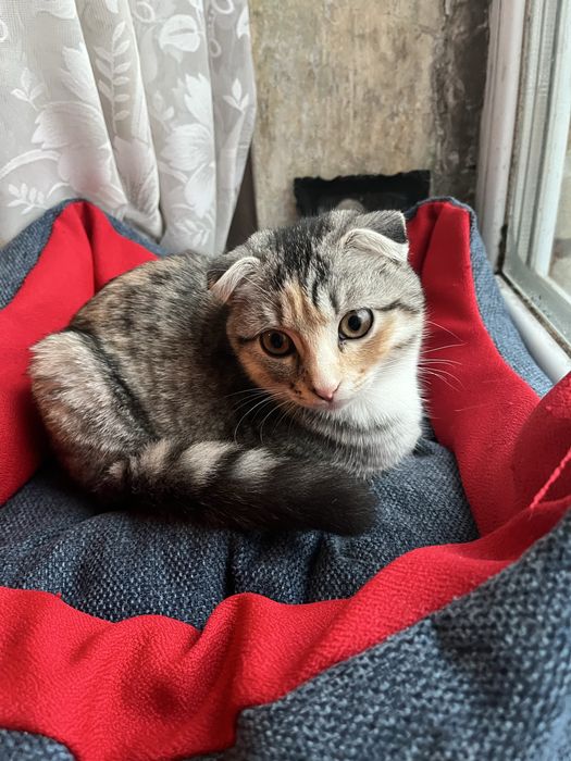 Весловуша кішка Мія