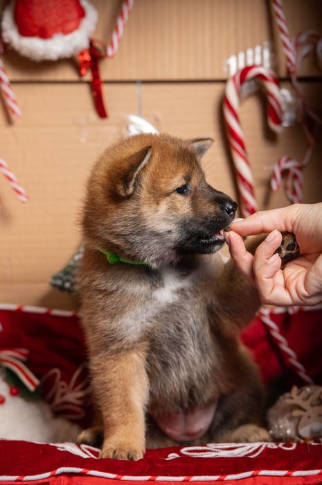 Японські цуценята  сікоку Львів з документами КСУ FCI та NIPPO