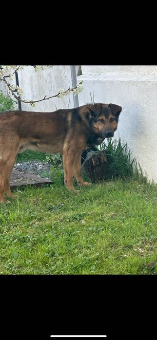 Dá-se cão Pastor Belga macho com 7 anos