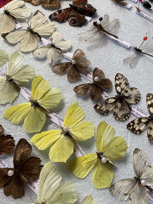 Поодам комах, метеликів, жуків