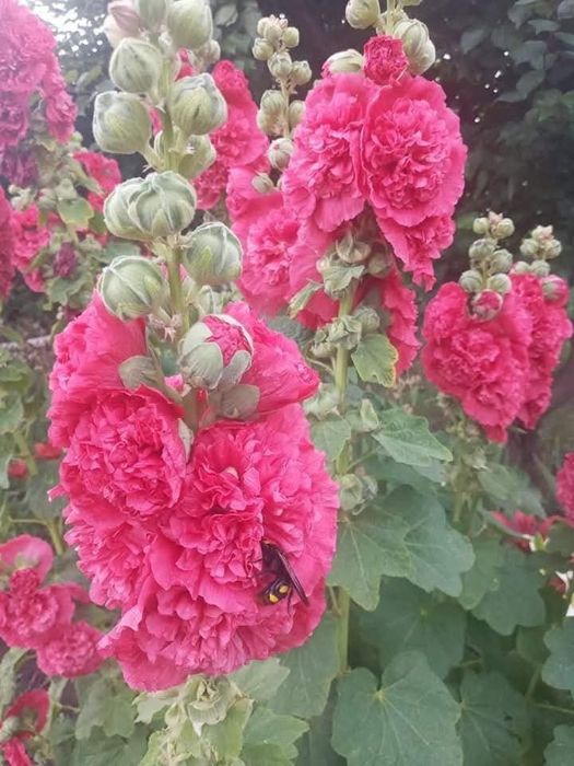 Насіння Мальви махрової-шток троянди