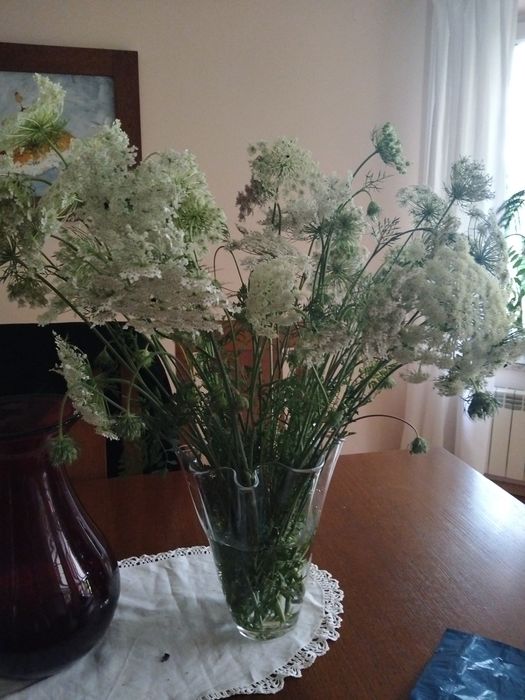 Wydmuchrzyca Piaskowa