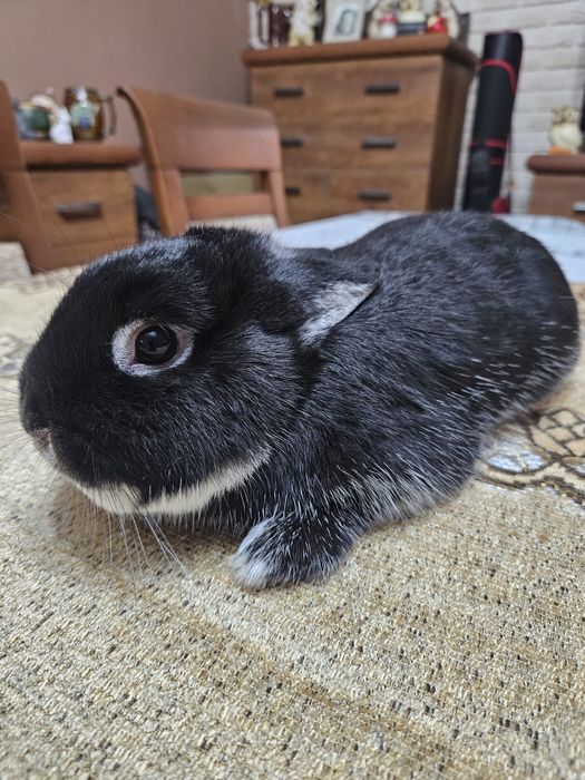 Netherland Dwarf  Króliczek  miniaturka Karzełek