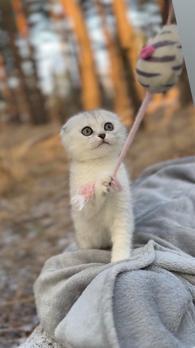 Шотландська киця висловуха породиста срібна шиншила