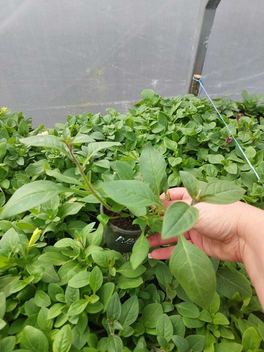 Продам розсаду петунії, тайдали