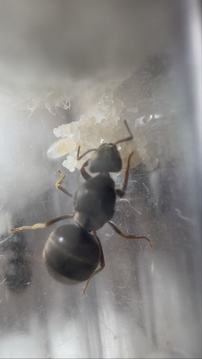 Lasius niger Q + potomstwo  DOSTAWA GRATIS