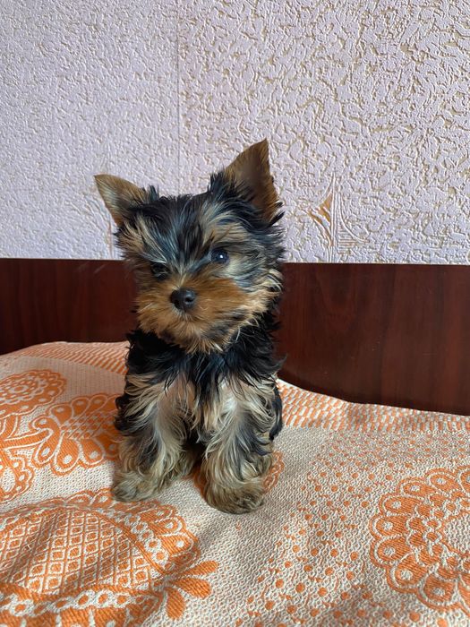 Щенки Йоркширских терьеров. 4500 грн. Каменское (Днепродзержинск)