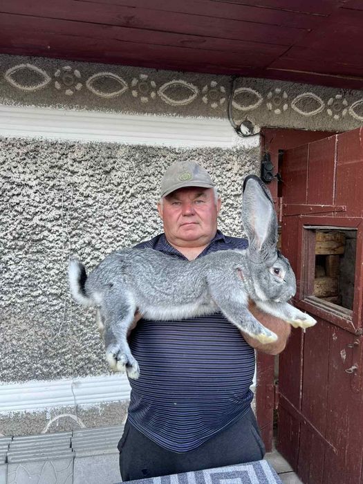 Кролі та кроленята