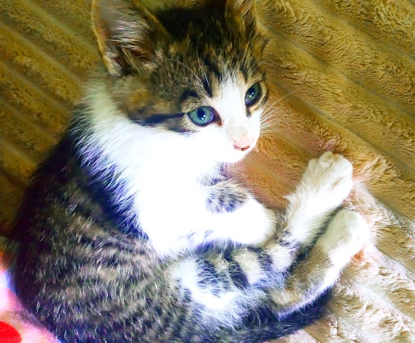 Віддам кошенят  безкоштовно