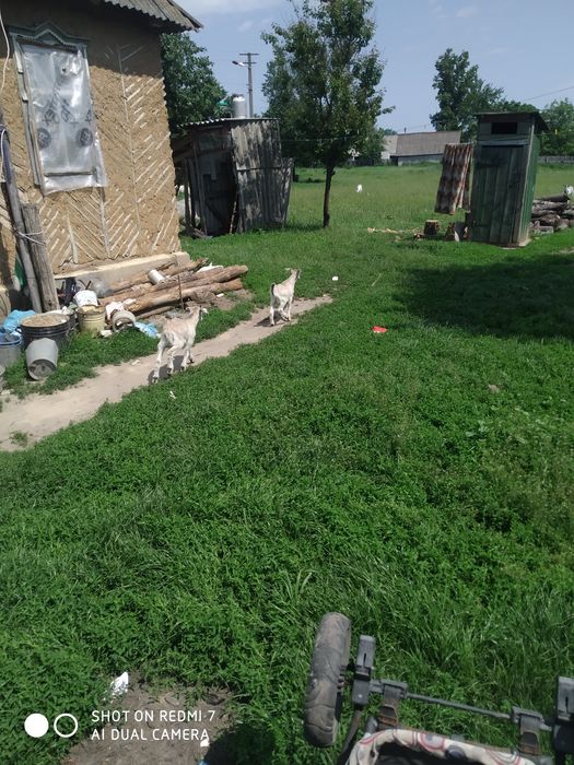 Продаюця козенята