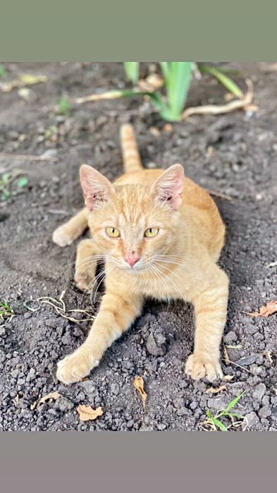 Отдам рыжего котенка, мальчик, 6 месяцев