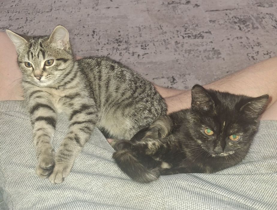 Кошенята безкоштовно