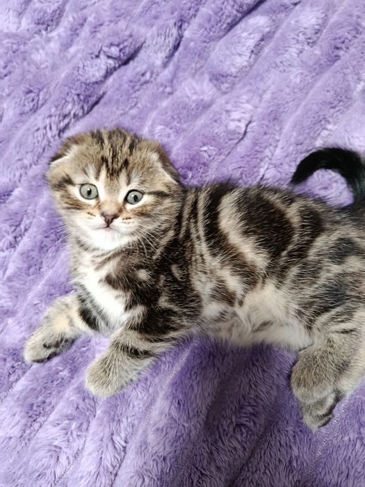 Котята шотландские вислоухие