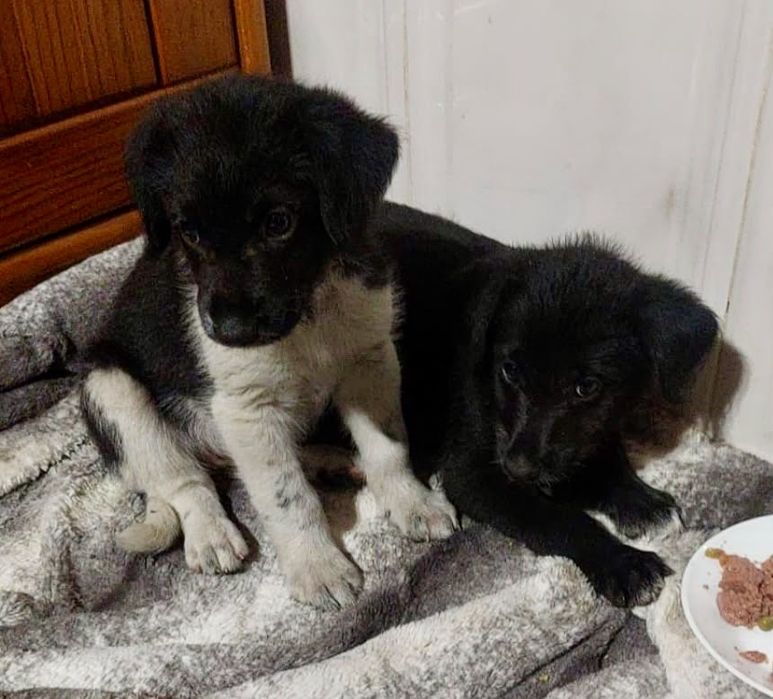 Cães bebés para adoção responsável