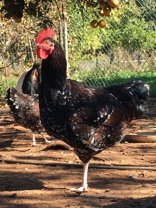 Galo sussex tricolor
