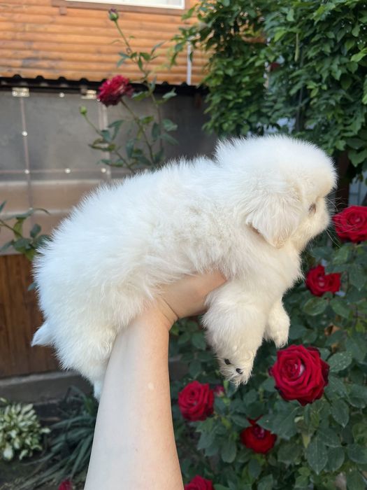 Два белоснежных облачка.