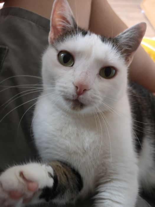 12.03.26 Zaginęła kotka Bianka