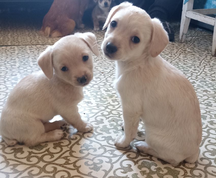 Віддам в добрі руки та люблячу сім'ю