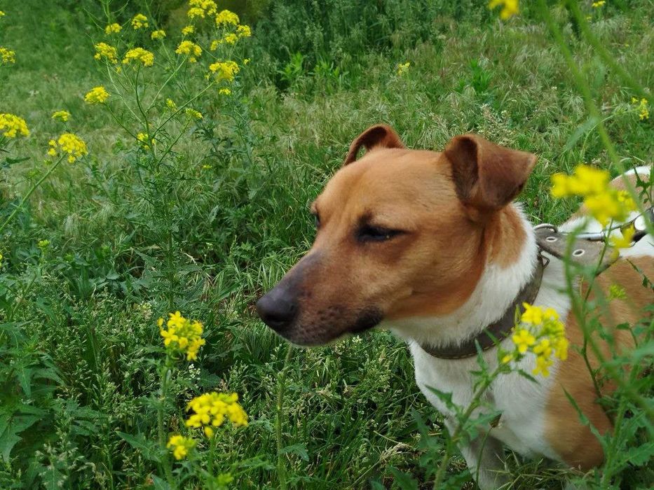 Джек рассел тер'єр, 4 роки, хлопчик, в люблячу родину