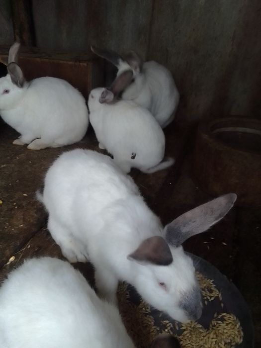 Продаються кролі.