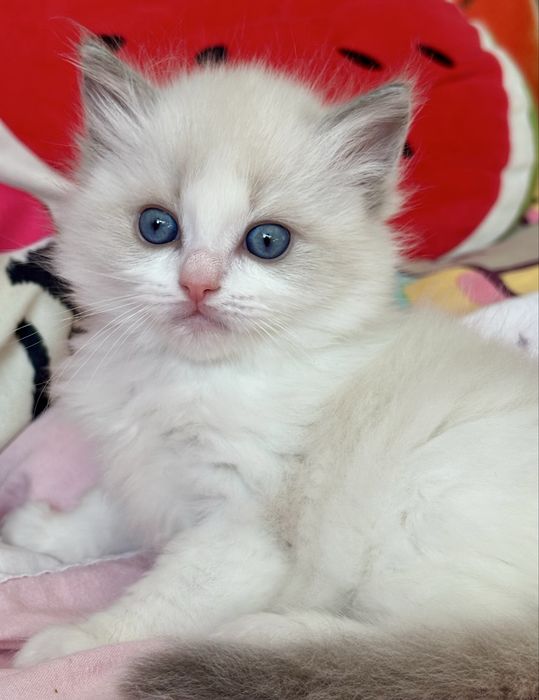 Kocurek Ragdoll laleczka