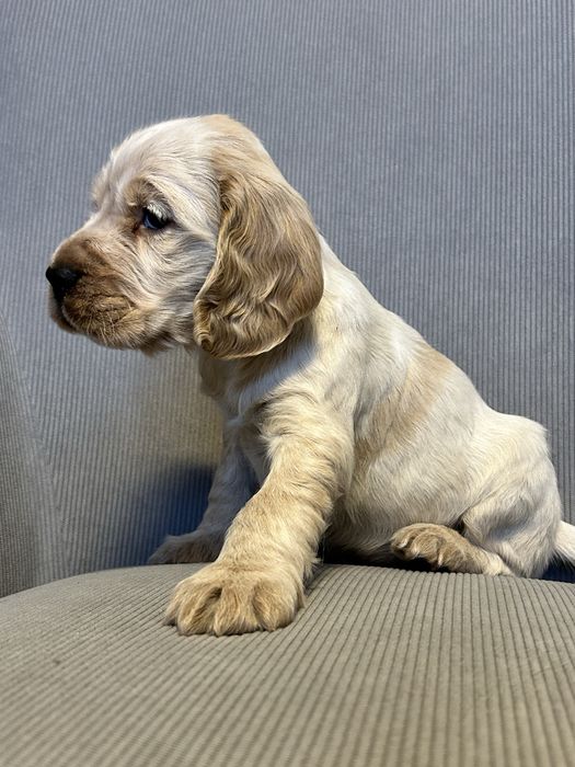 Piesek i Suczka Cocker Spaniel Angielski - orange roan